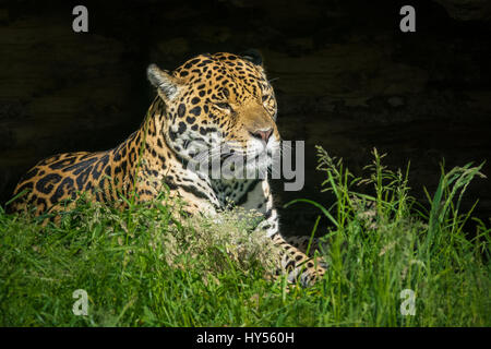 Jaguar assis dans le soleil Banque D'Images