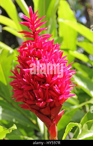 La floraison des plantes tropicales, l'Alpinia dans jardin de balata, Martinique Banque D'Images