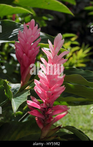 Alpinia fleurs, jardin de balata, Martinique Banque D'Images