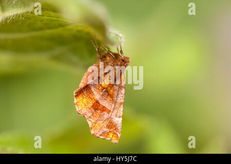 Début de Thorn (Selenia dentaria) papillon Banque D'Images