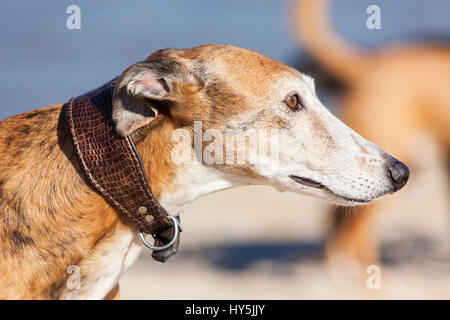 Portrait plein air de Galgo Español ou Espagnol Greyhound Banque D'Images