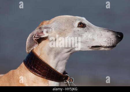 Portrait plein air de Galgo Español ou Espagnol Greyhound Banque D'Images