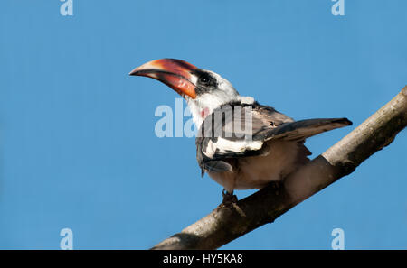 Un homme Von Der Deckens Hornbill Banque D'Images