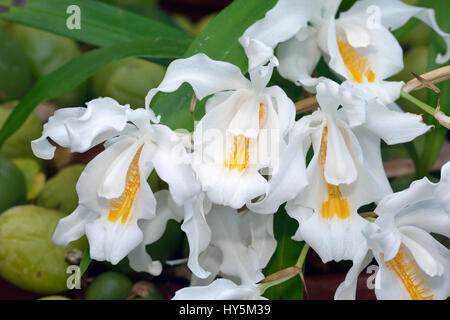 Crested Coelogyne Coelogyne cristata - Orchidée épiphyte à partir de l'himalaya Banque D'Images