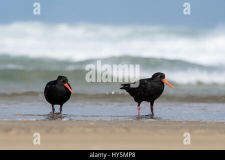 L'huîtrier variable deux (Haematopus unicolor) sur la plage, Cannibal Bay, Catlins, Southland, Nouvelle-Zélande Banque D'Images