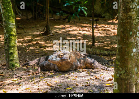 Dragon de Komodo (Varanus komodoensis), zoo de Singapour, Singapour Banque D'Images