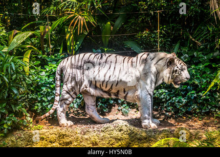 Tigre blanc (Panthera tigris), zoo de Singapour, Singapour Banque D'Images