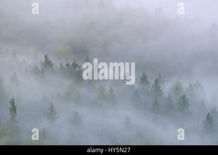 Arbres dans la brume, brouillard épais, de la vallée de l'Elbe dans la Suisse saxonne, la Suisse Saxonne, Saxe, Allemagne Banque D'Images