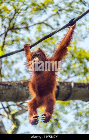 L'orang-outan de Bornéo (Pongo pygmaeus) suspendu à une corde, escalade, captive, zoo de Singapour, Singapour Banque D'Images