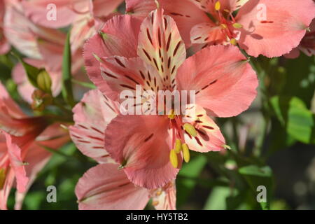 L'Alstroemeria Rose Banque D'Images