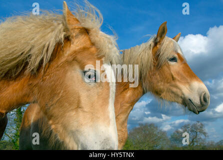 Des chevaux Haflinger contre le ciel Banque D'Images