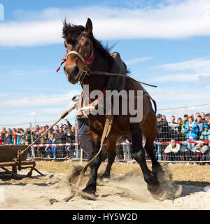 Les chevaux et leurs propriétaires participent à un tournoi de tirer lourd. Les animaux doit tirer une charge de plusieurs centaines de kilogrammes sur une piste de 30 m.. Banque D'Images