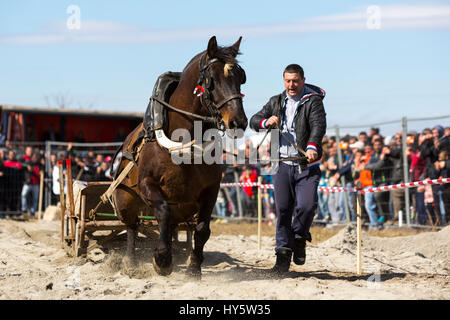 Sofia, Bulgarie - 3 mars, 2017 : les chevaux et leurs propriétaires participent à un tournoi de tirer lourd. Les animaux doit tirer une charge de centaines de kilogra Banque D'Images