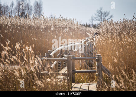 Un beau sentier en bois au moyen de roseaux sur un lac au début du printemps Banque D'Images