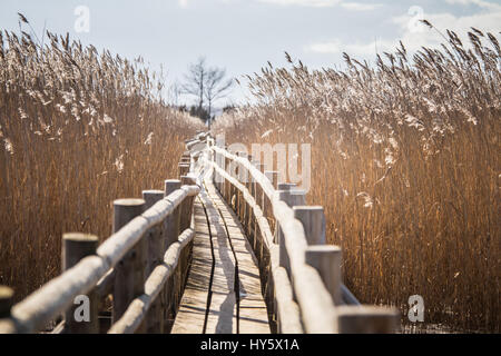 Un beau sentier en bois au moyen de roseaux sur un lac au début du printemps Banque D'Images