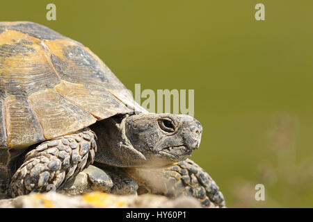 Portrait turtoise grec ou un épi-thighed tortoise (Testudo graeca ) sur green hors focus de l'arrière-plan ; cet animal dans la nature était juste éclos fro Banque D'Images