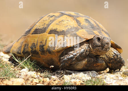 Spur-thighed tortoise libre, animal sauvage éclos de l'hibernation en mars ( Testudo graeca ) Banque D'Images