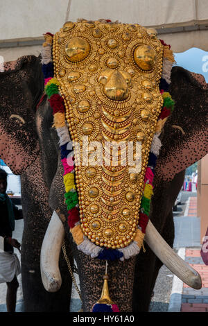 L'Inde, Cochin. Dans l'éléphant d'Asie l'or de cérémonie costume et cravate. Banque D'Images
