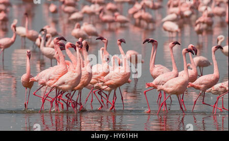 Grand groupe de flamants roses sur le lac. kenya. L'Afrique. Le parc national de Nakuru. le lac Bogoria réserve nationale. Banque D'Images