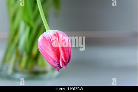 Tulip violet qui est dominant les autres fleurs dans un vase de verre. Banque D'Images