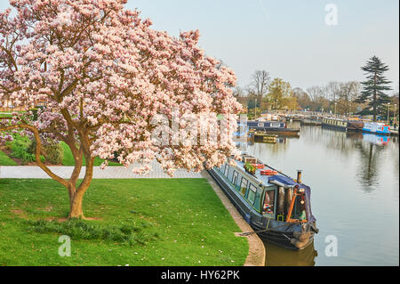 Bateaux amarrés dans le bassin de Bancroft de Stratford-upon-Avon, où la rivière Avon se joint à la Stratford upon Avon Canal, avec un magnolia en fleurs Banque D'Images