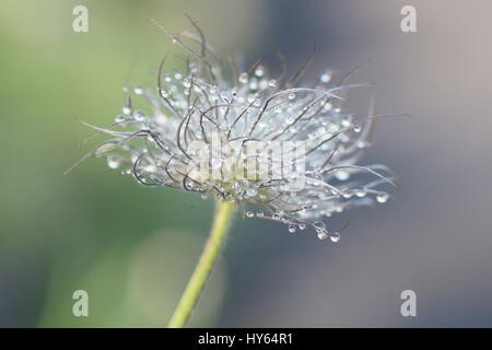 Pulsatilla vulgaris graines Banque D'Images