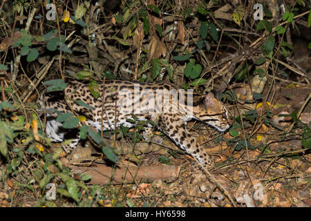 L'Ocelot (Leopardus pardalis) la nuit, Pantanal, Mato Grosso, Brésil Banque D'Images