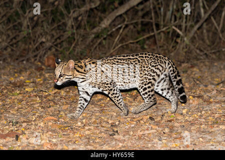 L'Ocelot (Leopardus pardalis) la nuit, Pantanal, Mato Grosso, Brésil Banque D'Images