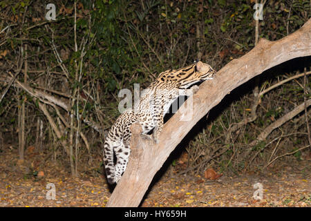 L'Ocelot (Leopardus pardalis) la nuit, Pantanal, Mato Grosso, Brésil Banque D'Images