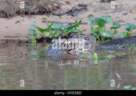 Caiman yacare (Caiman yacare) dévorant un poisson-chat, Cuiaba river, Pantanal, Mato Grosso, Brésil Banque D'Images