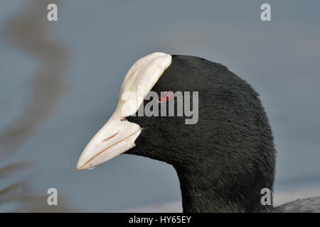 Lago di Viverone (Vc) : Folaga (Fulica atra), Foulque Banque D'Images