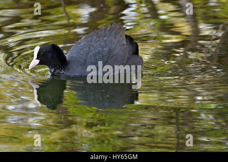 Lago di Viverone (Vc) : Folaga (Fulica atra), Foulque Banque D'Images