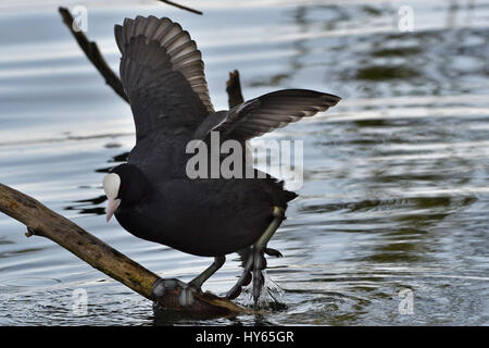 Lago di Viverone (Vc) : Folaga (Fulica atra), Foulque Banque D'Images