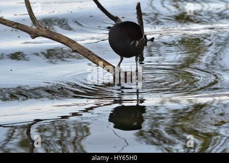 Lago di Viverone (Vc) : Folaga (Fulica atra), Foulque Banque D'Images