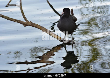 Lago di Viverone (Vc) : Folaga (Fulica atra), Foulque Banque D'Images