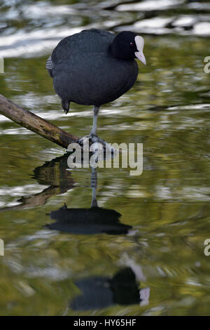 Lago di Viverone (Vc) : Folaga (Fulica atra), Foulque Banque D'Images