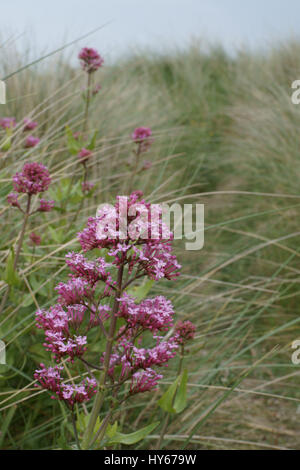 Centranthus ruber Banque D'Images