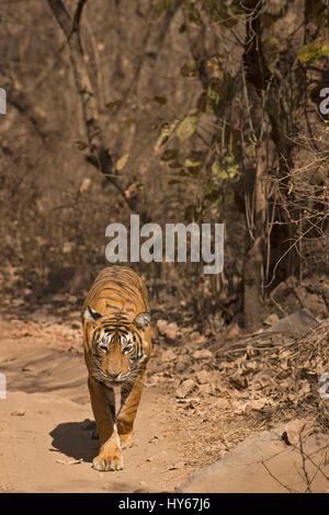 Tigre du Bengale Royal solitaire marche dans les forêts sèches du parc national de Ranthambore de l'Inde, dans la chaleur de l'été Banque D'Images