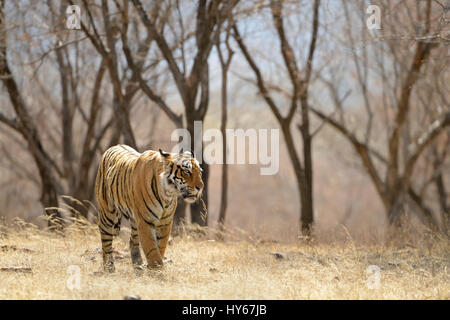 Tigre du Bengale Royal solitaire marche dans les forêts sèches du parc national de Ranthambore de l'Inde, dans la chaleur de l'été Banque D'Images