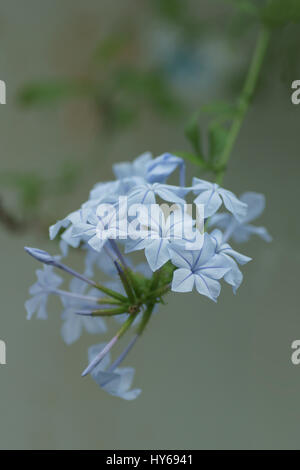 Plumbago auriculata Banque D'Images