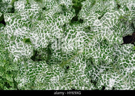 Feuilles de la Milk thistle (Silybum marianum chardon béni,) Banque D'Images
