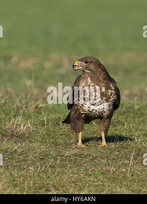 Tout en appelant à Buzzard debout dans un champ Banque D'Images