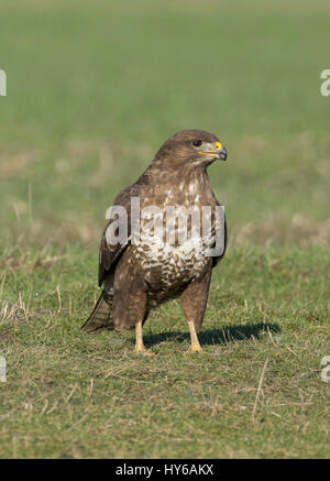 Tout en appelant à Buzzard debout dans un champ Banque D'Images