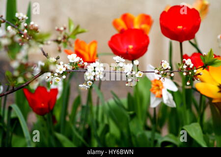 Fleurs blanc fragile et tulipes rouges. Banque D'Images