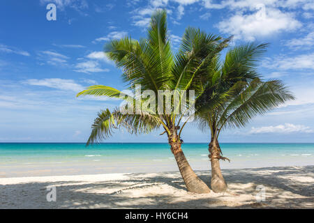 Palmiers sur la plage tropicale de Koh Kood island en Thailande Banque D'Images