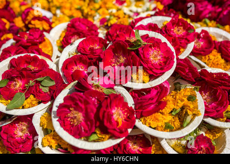 Fleurs Puja offrant pendant Holi célébration à Vrindavan, Inde Banque D'Images