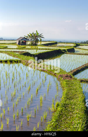 Rizières en terrasses de Jatiluwih lors d'une journée ensoleillée, Bali, Indonésie. Banque D'Images