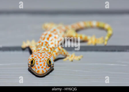 Gecko Tokay sur mur en bois en Thaïlande Banque D'Images