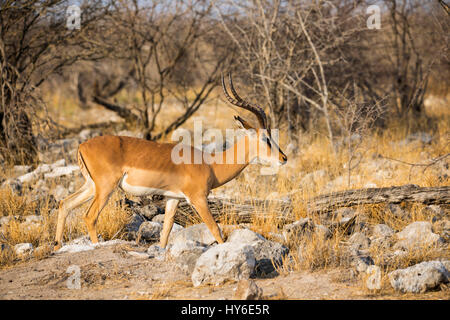 Impala, Aepyceros melampus, Okonjima, Namibie, par Monika Hrdinova/Dembinsky Assoc Photo Banque D'Images