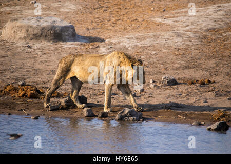 L'African Lion, Panthera leo, Chudop Waterhole, Etosha National Park, Namibie, l'Afrique, par Monika Hrdinova/Dembinsky Assoc Photo Banque D'Images